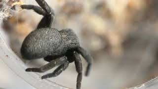 Eresus walkenaeri - Ladybird Spider