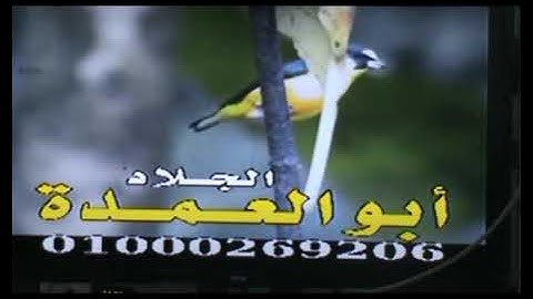 @القارئ الشيخ فتحى عبدالمنعم خليف  تالق تلاوه نادره للسميعه الكبارماشاااااااااااء الله