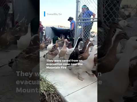 Dozens of ducks saved from the Mountain Fire #Shorts