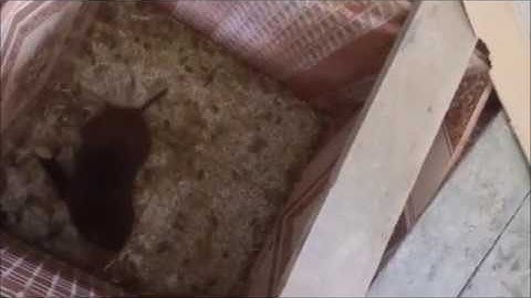 Cận cảnh ghép đôi dúi giống - Cắn nhau quyết liệt