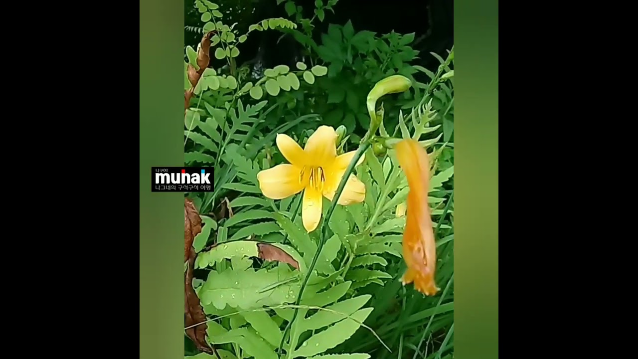 한국의 야생화, 각시원추리1