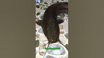 Cá trê khổng lồ trơn tuột