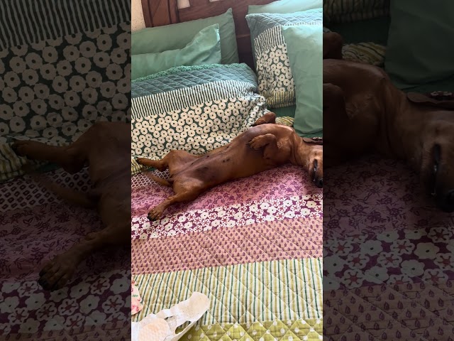 🥹🐶 PANDORA ANTES DE GRABAR UN VIDEO | BEFORE HER MASSAGE #dog #dachshund #pets  #doglover
