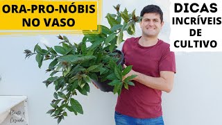 Ora-Pro-Nobis Em Vasos: Como Plantar e Manter Sempre Verdinho