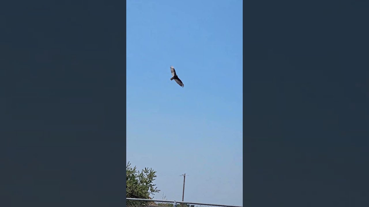 North Richmond California Turkey Vulture 