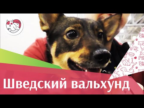 Видео: Шведска порода кучета валхунд хипоалергенна, здраве и продължителност на живота