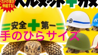 ヘルメットカメ　ガチャ　全5種　レビュー