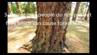 Essay On Paper Climate Change With Bill Nye National Geographic This Video Describes The Causes And Effects Of Deforestation Particularly In The Amazon High School Argumentative Essay Examples also The Yellow Wallpaper Essay Topics Deforestation Causes And Effects Essay Raceswimmingorg Thesis For Argumentative Essay