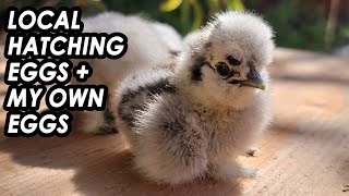 Hatching Silkie Eggs | My Silkies | Bantams