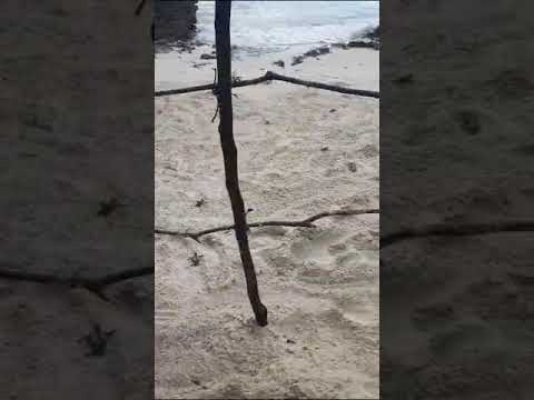 Vifaranga Vya Kasa Baada Ya Kutotolewa