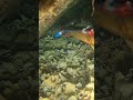 spearfishing night dive for food #swasinexplorer #spearfishing #nightspearfishing