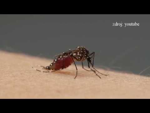 Video: Levanduľa Odpudzujúca Komáre: Odpudzuje Levanduľový Esenciálny Olej Hmyz? Ako Použiť?