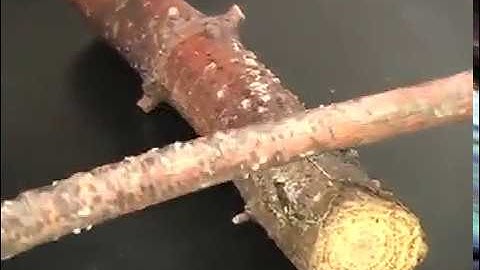 Forest Diseases: White Pine Blister Rust, 4-H Forestry