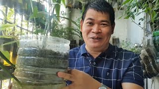 PAANO MAGTANIM NG LUYA SA BOTE AT UMANI NG MARAMI (with ENG subs)