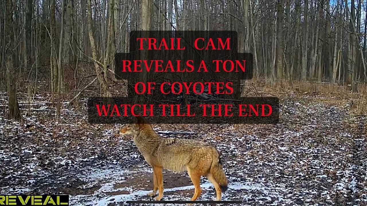 Trail cam - Watch till the end. This property is full of coyotes 