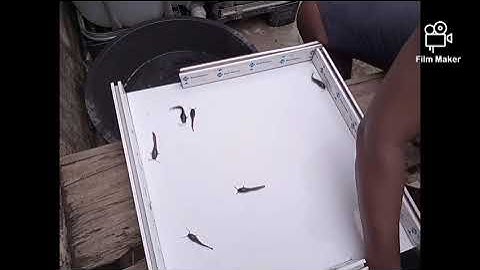 LESSON 1:IMPORTANCE OF SORTING AND GRADING IN FISH FARMING