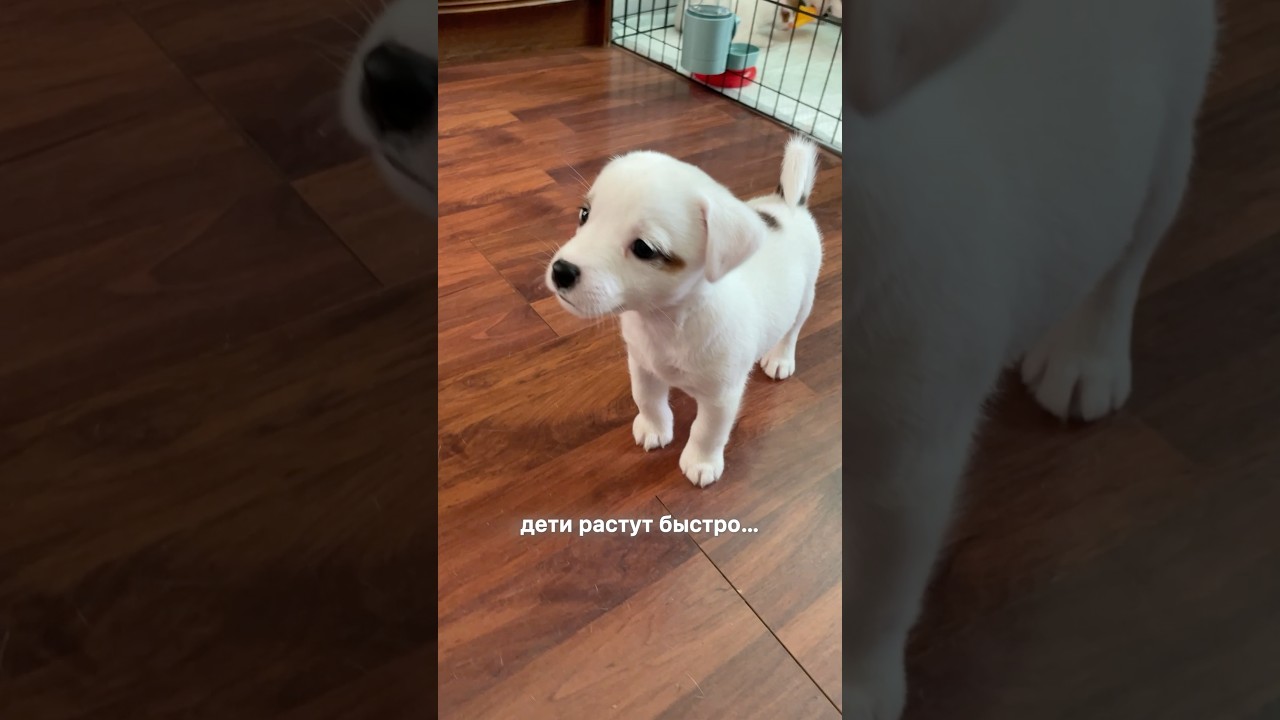 в постель можно 🐾 арт. на WB: 166791360 - гель мыло для лап с хлоргексидином