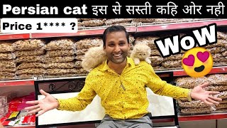 Chandigarh Pet Shop | Persian Cat सिर्फ 1**** रुपए ?| Cute And Funny Video Compilation | Pet Vlogs