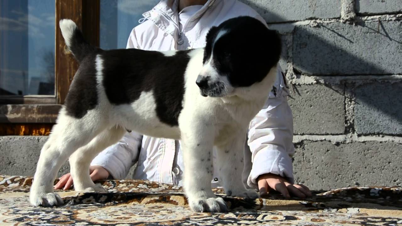 Мес мазы стирь