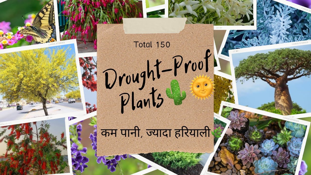 Gardening with Less Water? ☀️150 Drought-Tolerant Plants for Hot Climates 🍃 सूखा प्रतिरोधी पौधे