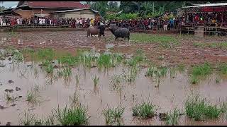 Download Lagu kerbau di aduh.. MP3