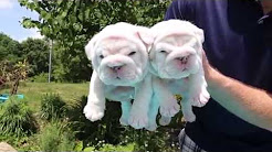 BULLDOG PUPPIES! VERY RARE PLATINUM WHITE (SOLID BLUE DNA) INT CH SIRED AKC BULLDOG PUPPIES, Mini Bulldog Puppies for Sale, English bulldog puppies for sale, French Bulldog, Frenchie, Puppies, Dogs, For Sale, In Chicago, Illinois, IL, 19Breeders, Rockford