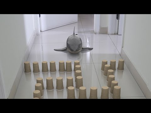 Baby Shark - Cup maze challenge