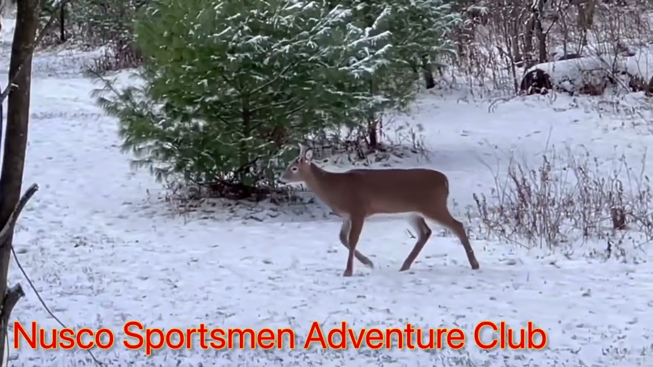 Watch Monster 4 pointer at stand on YouTube Watch Monster 4 pointer at stand on YouTube