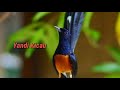 Masteran Murai Batu Full Isian Masteran Muraibatu Pecinta Murai Batu Mp3 - Mp4 Download
