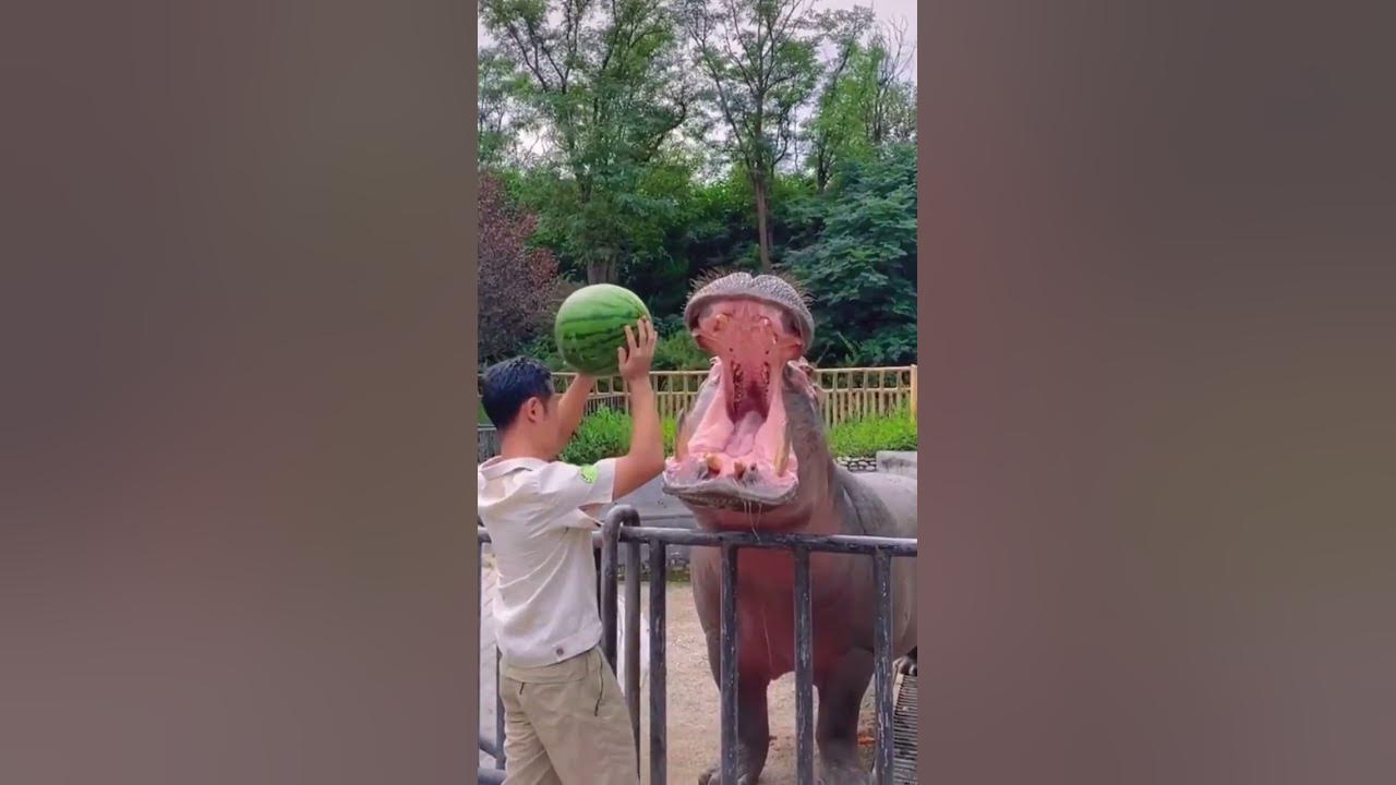 hipopótamo fofo sweeming em água azul e segurando uma melancia