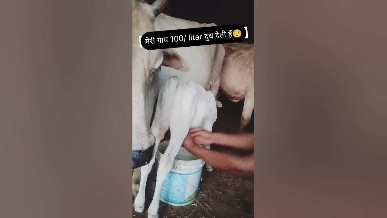 Meri Gaay 100 Litar Dudh Deti Hai shorts gaay cow YouTube meri-gaay-100-litar-dudh-deti-hai-shorts-gaay-cow-youtube
