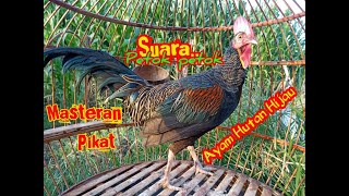 SUARA AYAM HUTAN HIJAU JAGO PETOK PETOK  MEMANGGIL BETINA || AYAM HUTAN PETOK PETOK