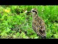 Pacific Golden Plover (aka Kolea) - Video 1 , Kawai Nui Marsh Trail, Kailua, Hawaii.