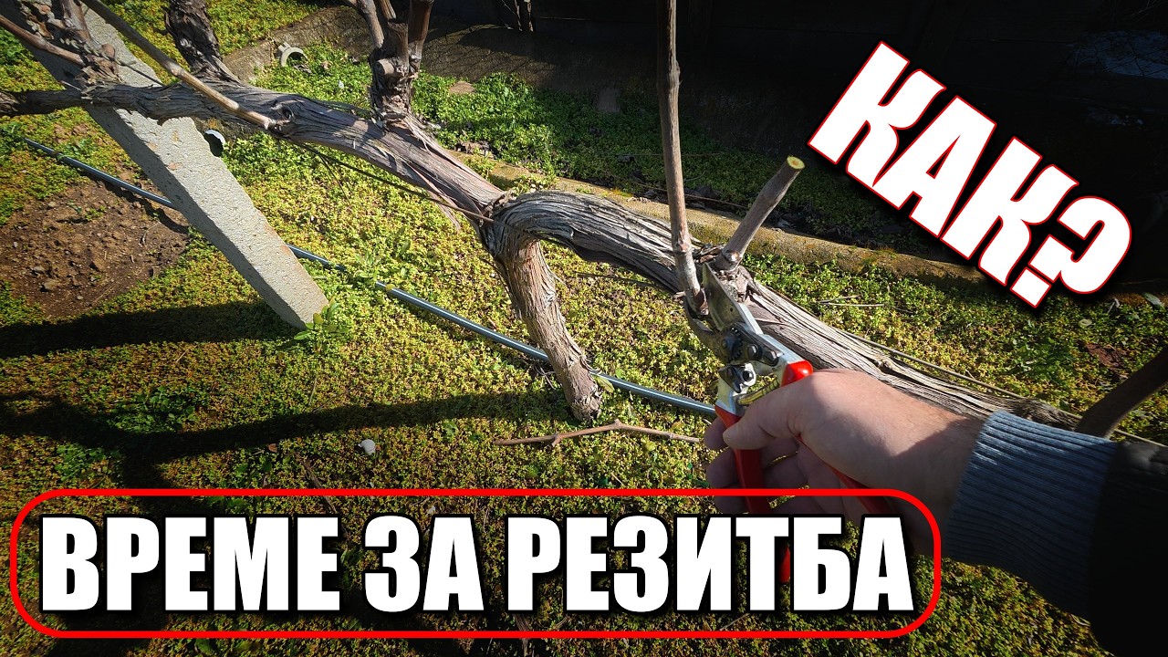 Как АЗ режа лозето си – резитба на лозе по мой начин, просто и лесно!