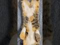 大きくなりました #猫動画 #cat #ねこ #猫 #ネコ #癒される #保護猫 #三毛猫 #かわいい #かわいい猫 #ねこのいる生活 #ねこのいる暮らし #ねこのきもち