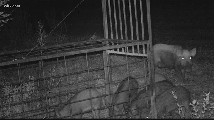'We lost 224 acres of corn to feral hogs': SC farmers continue to battle wild hogs