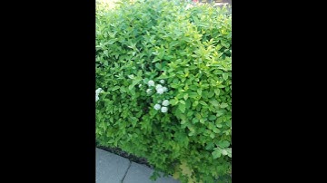 Thumbnail of shorts#beautiful spring flowers of Moscow#beautiful spring flowers in a flowerbed in Russia