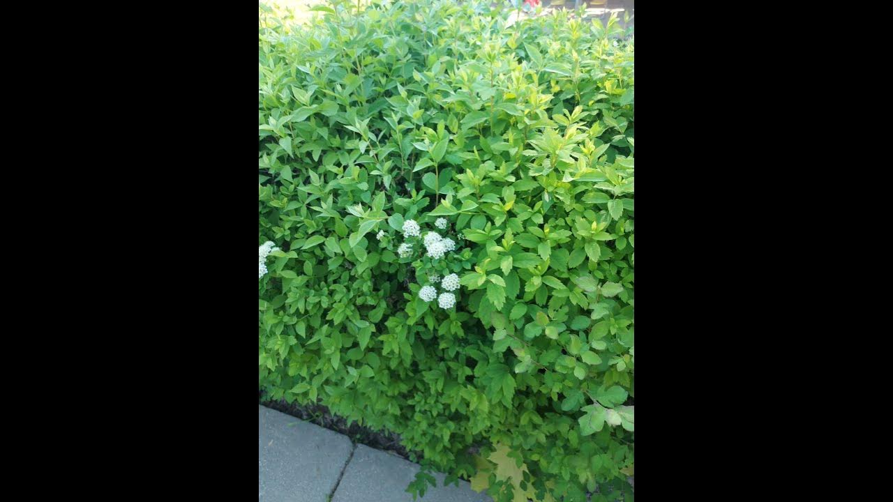 shorts#beautiful spring flowers of Moscow#beautiful spring flowers in a flowerbed in Russia shorts#beautiful spring flowers of Moscow#beautiful spring flowers in a flowerbed in Russia