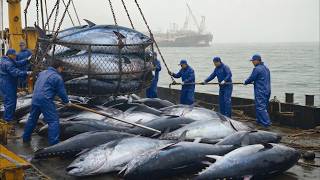 800KM Epic Chase: Catching The World’s Most Expensive Bluefin Tuna!