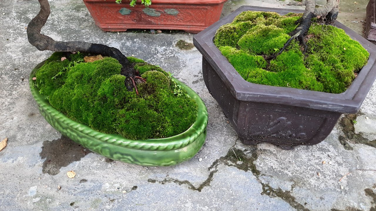 Cách nuôi trồng Rêu tại nhà/dành cho bạn yêu cây cảnh BONSAI. - YouTube