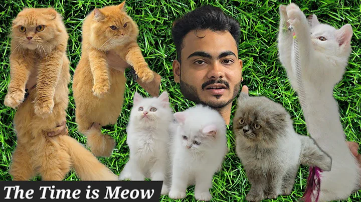 Watch the video about The Time is Meow Cattery & pet shop in Hyderabad | Scottish fold cat | doll face kittens available