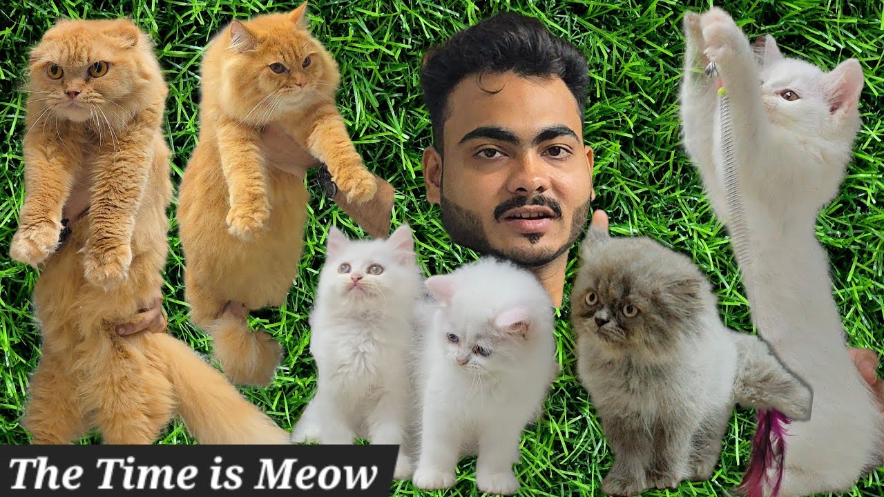 The Time is Meow Cattery & pet shop in Hyderabad | Scottish fold cat | doll face kittens available 
