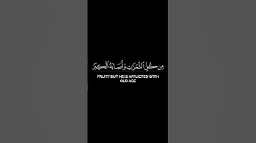 فأصابها إعصار فيه نار فاحترقت | محمد اللحيدان شاشة سوداء بدون حقوق من سورة البقرة - آيات قرانية