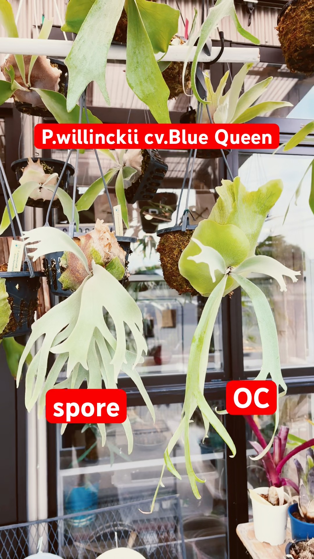 ビカクシダ品種紹介】P.willinckii cv.Blue Queen spore株とOC - YouTube