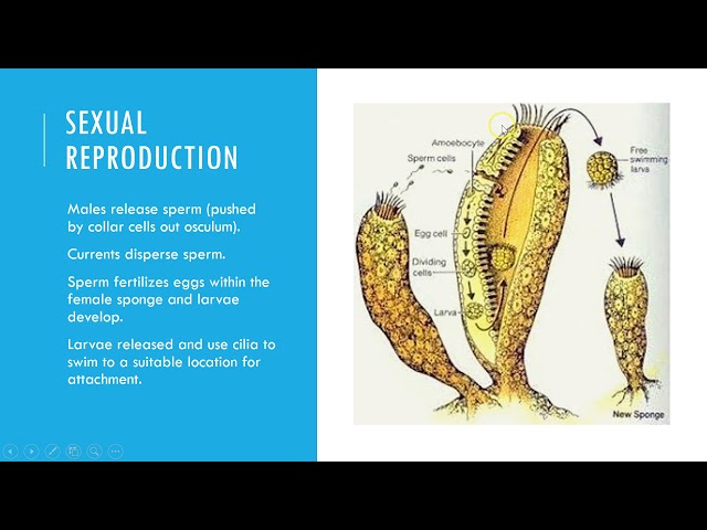 Sponge Asexual Reproduction