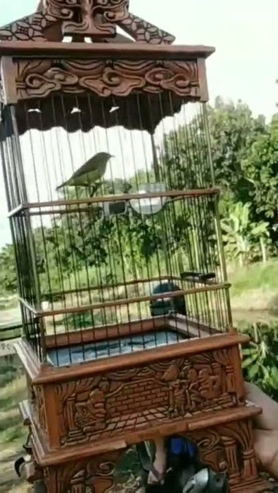 NGELOP PLECI DI PINGGIR KALI🤓👍