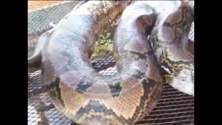 Famous Giant python found on Malaysian building site Wealth