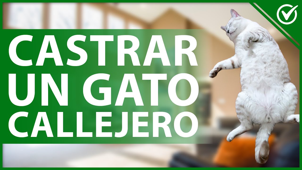 Cuando se puede castrar a un gato