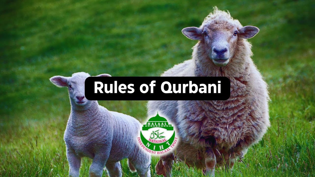 Rules of Qurbani - YouTube
