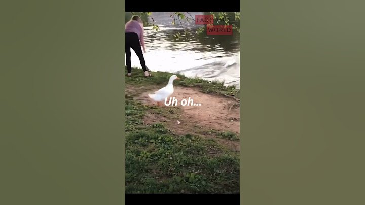 Woman Releases Pet Duck Into Pond, But Wild Duck Retaliates #shocking #ducks